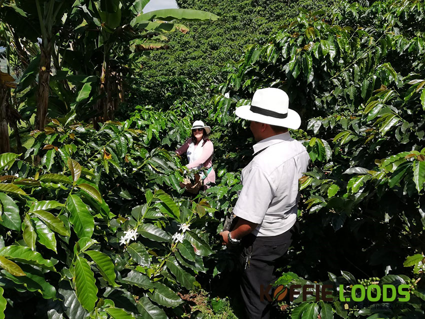 koffie plantage