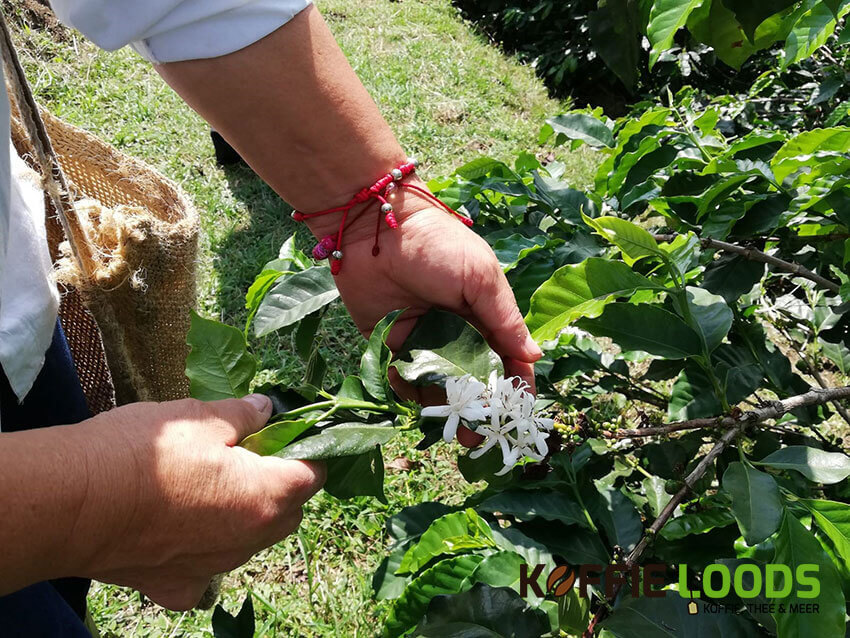 koffieplant